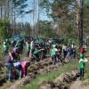 Сегодня в Татарстане массово сажают лес