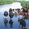 В одном из сел Татарстана коров пасут при помощи GPS