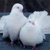В Татарстане у голубей выявили опасный для человека вирус