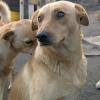  Судьбу бездомных собак Татарстана решат в суде