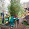 Выкапывают деревья, высаженные к Универсиаде в Казани