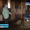 Странные смерти домашнего скота происходят в Татарстане (ВИДЕО) 