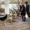 От бездомных собак казанцы скоро взвоют  (ФОТО)