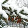 В Татарстане ожидается мокрый снег (ПОГОДА)