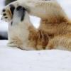  Бурая медведица Казанского зоопарка станет суррогатной матерью