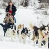 В Казани пообщаться с собаками породы хаски можно в специальном парке