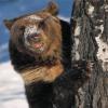 Охотник и Охотнадзор поспорили о появлении медведя-шатуна в окрестностях Зеленодольска