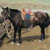 В Татарстане пройдет перепись лошадей Чингисхана