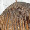 В Челнах продают зуб мамонта, которому 40 тысяч лет
