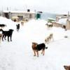 Нужна помощь: Пожар случился вчера в приюте для бездомных животных в Татарстане
