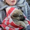 Драмой обернулась для одной казанской семьи покупка симпатичного щеночка