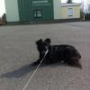 В Германии у собаки из Татарстана обнаружили пулю в лапе