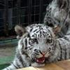 Бенгальские тигрята гостят в Казанском зооботсаду (ФОТО)