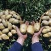 Как вырастить хороший урожай картошки: cекреты огородника 