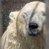 В казанском зоопарке от жары белых медведей спасает душ и мороженое (ВИДЕО)