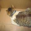 В Татарстане сотрудники колонии поймали кошку - наркодилера