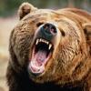 В Татарстане участились случаи встреч бурого медведя 