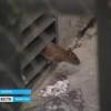 Нашествие крыс в центре Казани (ВИДЕО)
