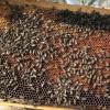 Пчела убила жителя Татарстана