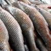  В Татарстане возбудили дело по факту массовой гибели рыбы 