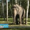 По улицам Татарстана водят слонов (ВИДЕО)