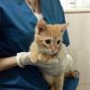 Шестилапый котенок из Казани ищет новых хозяев (ФОТО)