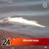 В Татарстане зафиксирован массовый мор рыбы