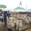 ДУМ Татарстана опубликовало правила забоя жертвенного животного