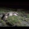 В Татарстане водитель насмерть сбил стадо из девяти кабанов