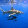 Казанские дайверы собираются в Египет ловить акул-убийц