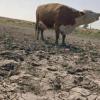 Из-за засухи татарстанские фермеры потеряли порядка 17 млрд рублей