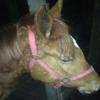 Две лошади погибли при пожаре на одной из ферм Татарстана 