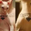 Челнинец сделал татуировку своему коту (ВИДЕО)
