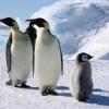 В Казань воздушным путем завезли пингвинов