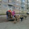 В Татарстане бродячие собаки нападают на школьников (ФОТО)