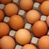 Яйца-халяль стали выпускать в Татарстане 