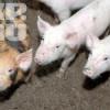 В Татарстане при пожаре погибли 22 свиньи