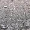 Сильный снег и метели ожидают жителей Татарстана в последний понедельник 2014 года