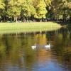 На озере Кабан в Казани могут появиться белые лебеди и речные трамвайчики