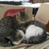 Уникальный случай: уличные кот и кошка в Челнах вот уже несколько лет живут одной семьей
