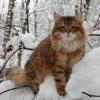В Татарстане ожидаются небольшой снег и гололедица (ПРОГНОЗ ПОГОДЫ)