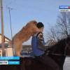 Необычное ВИДЕО сняли в Татарстане: верхом на лошади собака-наездник 