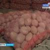 Картофеля в Татарстане хватит (ВИДЕО)