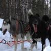 Казанские путешественники отправятся в Арктику на собаках