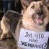 В Татарстане стерилизованных на народные пожертвования собак отстреливают