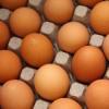 В Татарстане птицефабрики удерживают цену на куриные яйца на уровне 45 рублей за десяток