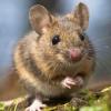 Роспотребнадзор Татарстана предупреждает о резком всплеске заражений мышиной лихорадкой