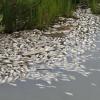 В Татарстане ради ремонта загадили речку и сгубили 67 тысяч голов рыбы