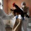 Роспотребнадзор рекомендует жителям Татарстана соблюдать осторожность в странах с птичьим гриппом