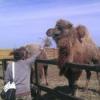 За нападение верблюда на казанскую туристку никто не ответит